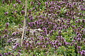 DSC06031 - Bernhard Saalfeld