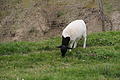 DSC06032 - Bernhard Saalfeld