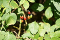 DSC08200 - Bernhard Saalfeld