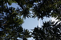 DSC08242 - Bernhard Saalfeld