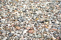 DSC09405 - Bernhard Saalfeld