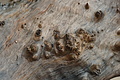 DSC09415 - Bernhard Saalfeld