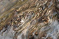 DSC09416 - Bernhard Saalfeld