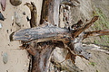 DSC09417 - Bernhard Saalfeld