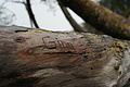 DSC09425 - Bernhard Saalfeld