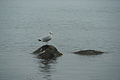 DSC09447 - Bernhard Saalfeld