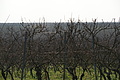 DSC01476 - Bernhard Saalfeld