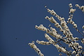 DSC01628 - Bernhard Saalfeld