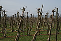 DSC01667 - Bernhard Saalfeld