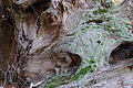 DSC09420 - Bernhard Saalfeld