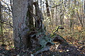 DSC09421 - Bernhard Saalfeld