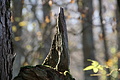 DSC09422 - Bernhard Saalfeld