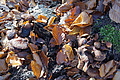 DSC09427 - Bernhard Saalfeld