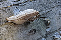 DSC09437 - Bernhard Saalfeld