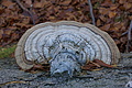 DSC09438 - Bernhard Saalfeld