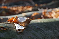 DSC09478 - Bernhard Saalfeld