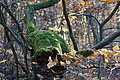 DSC09488 - Bernhard Saalfeld
