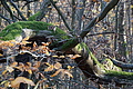 DSC09489 - Bernhard Saalfeld