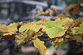 DSC09490 - Bernhard Saalfeld