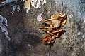 DSC09492 - Bernhard Saalfeld