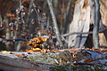 DSC09494 - Bernhard Saalfeld