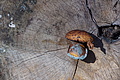 DSC09496 - Bernhard Saalfeld