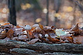 DSC09504 - Bernhard Saalfeld