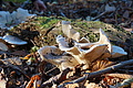 DSC09508 - Bernhard Saalfeld