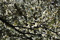 DSC09909 - Bernhard Saalfeld