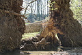 DSC09930 - Bernhard Saalfeld