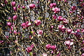 DSC09941 - Bernhard Saalfeld