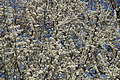 DSC09962 - Bernhard Saalfeld