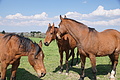 DSC09969 - Bernhard Saalfeld