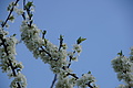 DSC09978 - Bernhard Saalfeld