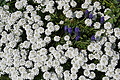DSC00053 - Bernhard Saalfeld