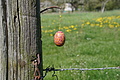 DSC00067 - Bernhard Saalfeld