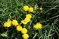 DSC00069 - Bernhard Saalfeld