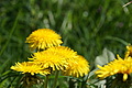 DSC00070 - Bernhard Saalfeld