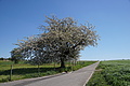 DSC00071 - Bernhard Saalfeld