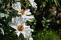 DSC00075 - Bernhard Saalfeld
