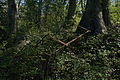 DSC00077 - Bernhard Saalfeld