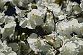 DSC00092 - Bernhard Saalfeld