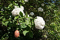 DSC00103 - Bernhard Saalfeld