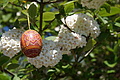 DSC00105 - Bernhard Saalfeld