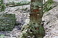 DSC00415 - Bernhard Saalfeld