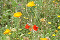 DSC00451 - Bernhard Saalfeld