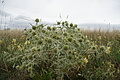 DSC00461 - Bernhard Saalfeld