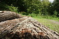 DSC00525 - Bernhard Saalfeld
