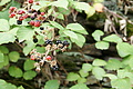 DSC00554 - Bernhard Saalfeld