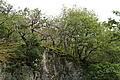 DSC00559 - Bernhard Saalfeld